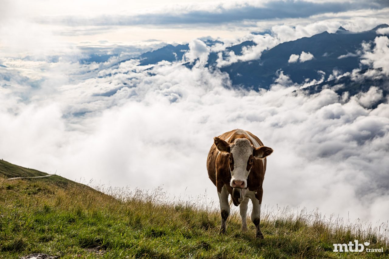 Richtiger Umgang mit Kühen beim Mountainbiken Kuh